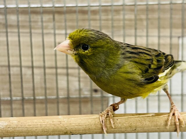 ローラーカナリア