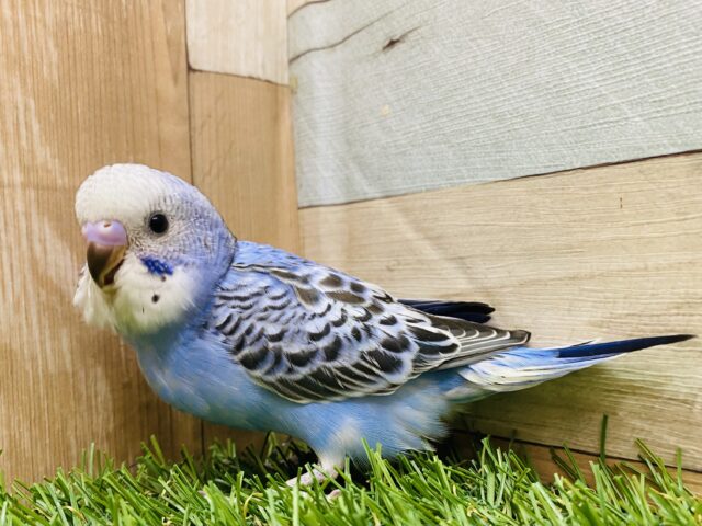 最新画像有ります🕺✨アピール上手に出来ちゃうよ〜✨定番人気のセキセイインコオパーリン‼️