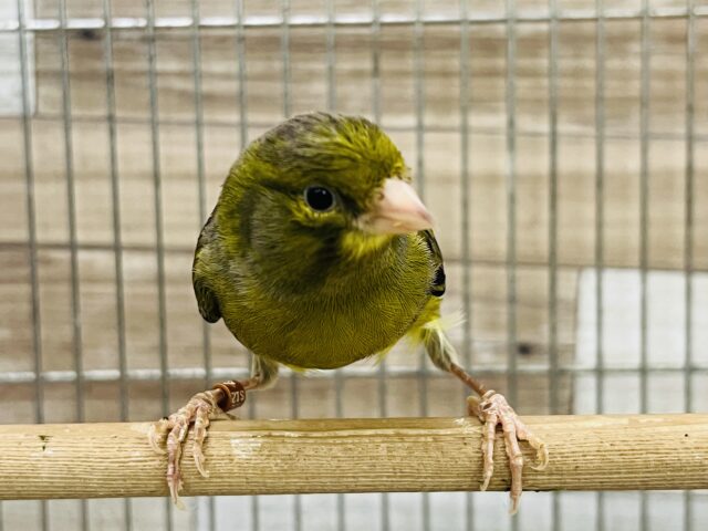 ローラーカナリア