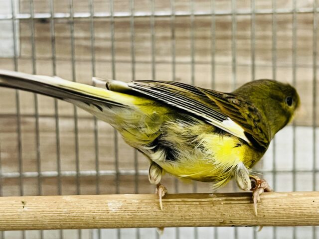 ローラーカナリア