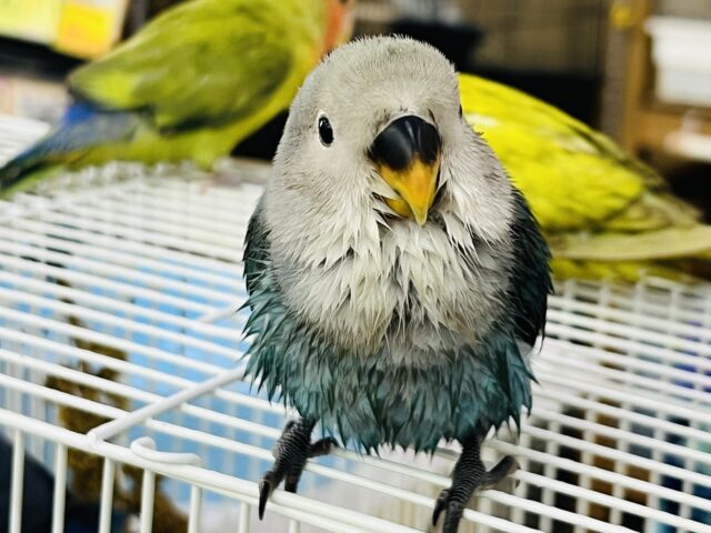 最新画像更新✨綺麗な海のようなシーグリーン♡小桜インコ入舎です〜🎶 コザクラインコ(小桜インコ)