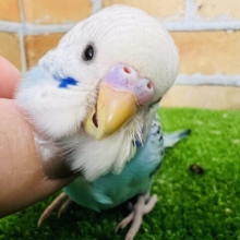 なんでこんなに可愛いの〜♡あまあまセキセイインコ（ブルーオパーリン）