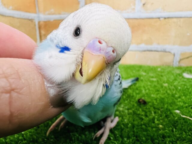 なんでこんなに可愛いの〜♡あまあまセキセイインコ(ブルーオパーリン) なんでこんなに可愛いの〜♡あまあまセキセイインコ(ブルーオパーリン)