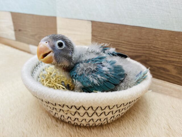 ブルーボタンインコ
