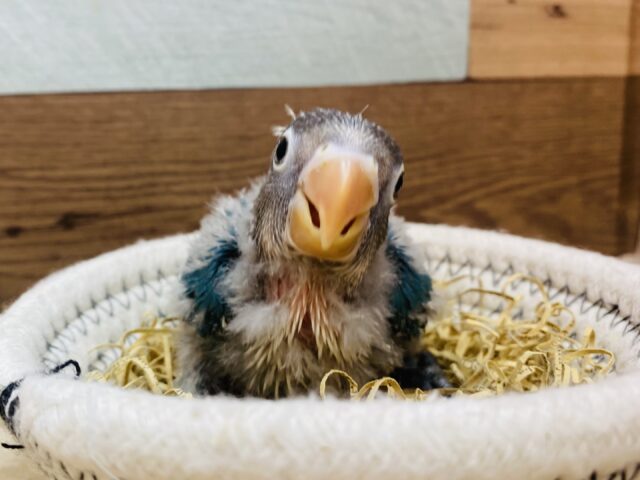 ブルーボタンインコ