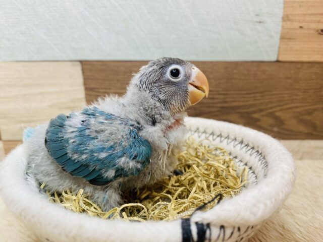 ブルーボタンインコ