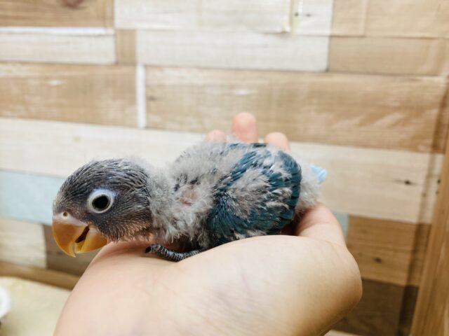 ブルーボタンインコ