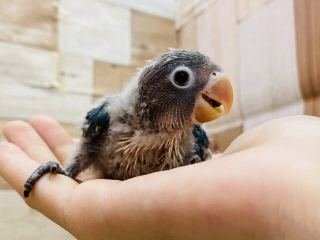 ブルーボタンインコ