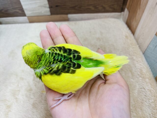セキセイインコ