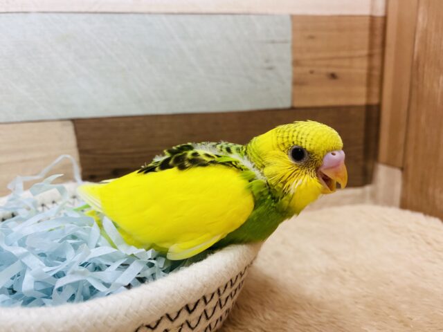 セキセイインコ