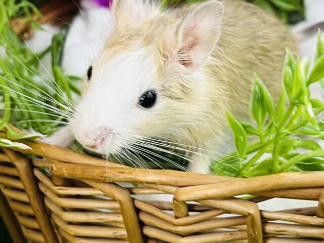 ホワイトマスクちゃん♡個性的なデグーのサンドパイドちゃん✨