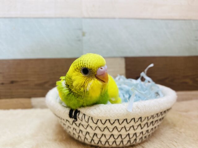 セキセイインコ