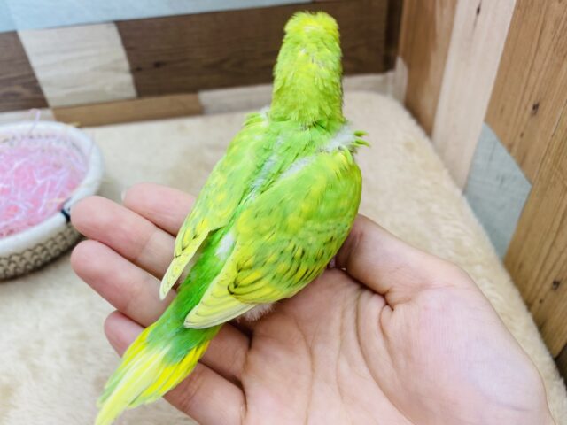 セキセイインコ