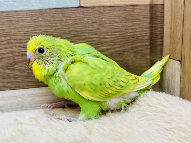 セキセイインコ