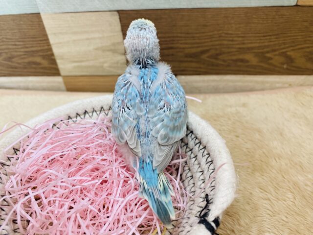 セキセイインコ