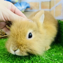 動画更新♥もふもふ🧡つぶれ顔がたまらん！ライオンラビットだぞ☆