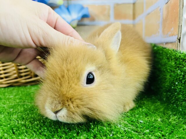 動画更新♥もふもふ🧡つぶれ顔がたまらん！ライオンラビットだぞ☆