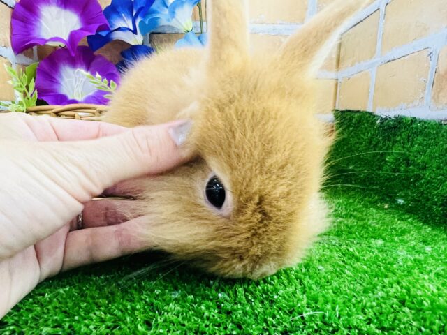 ライオンラビット