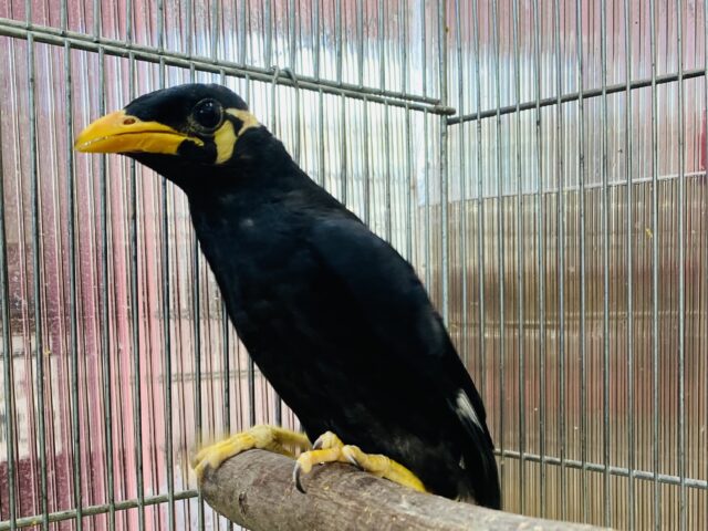 九官鳥（キュウカンチョウ）