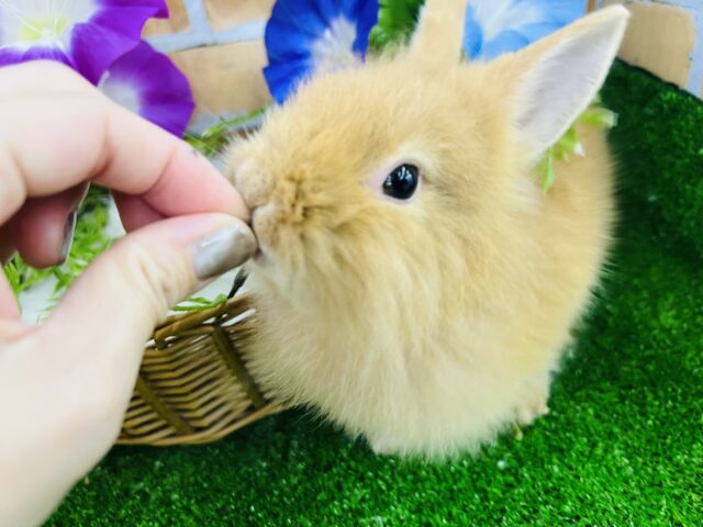 ライオンラビット