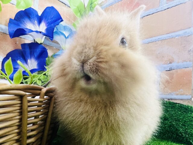 ライオンラビット