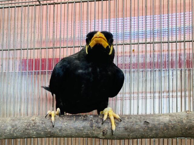 九官鳥（キュウカンチョウ）