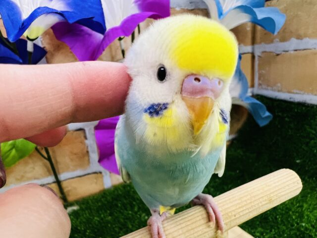 画像更新☆慣れすぎ注意🩵水色系✨セキセイインコのヒナ(パステルレインボーパイド)入荷しました❤️
