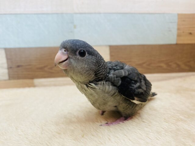 サザナミインコ