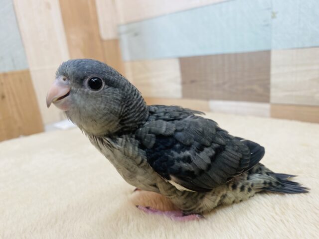 サザナミインコ