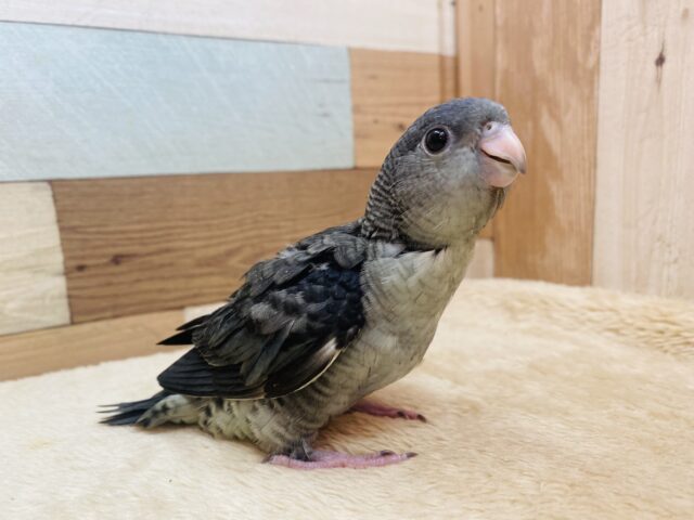 サザナミインコ