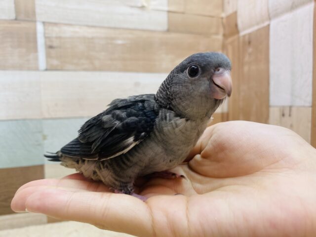 サザナミインコ