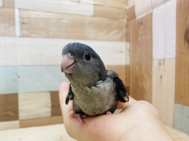 サザナミインコ