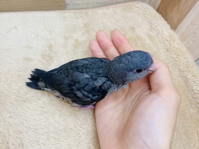 サザナミインコ