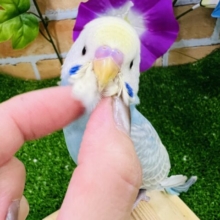 画像更新☆碧系パステルレインボー🏳️‍🌈のセキセイインコ
