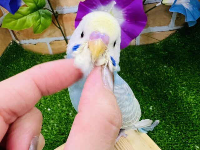 画像更新☆碧系パステルレインボー🏳️‍🌈のセキセイインコ