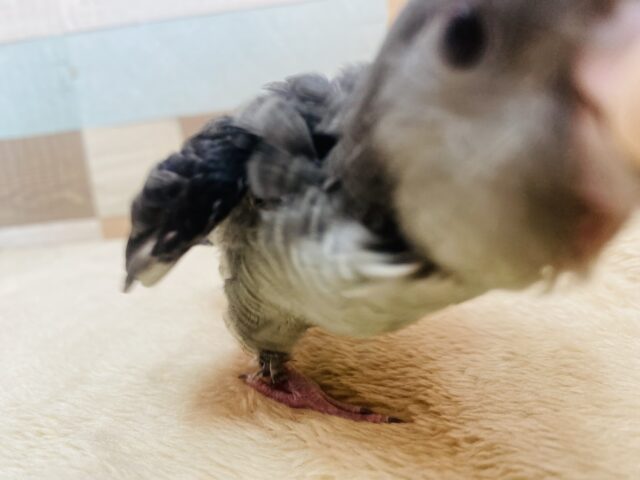 サザナミインコ