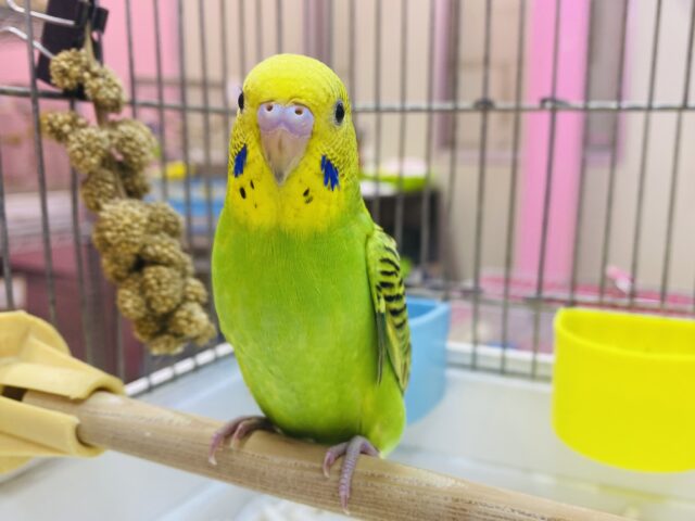 セキセイインコ