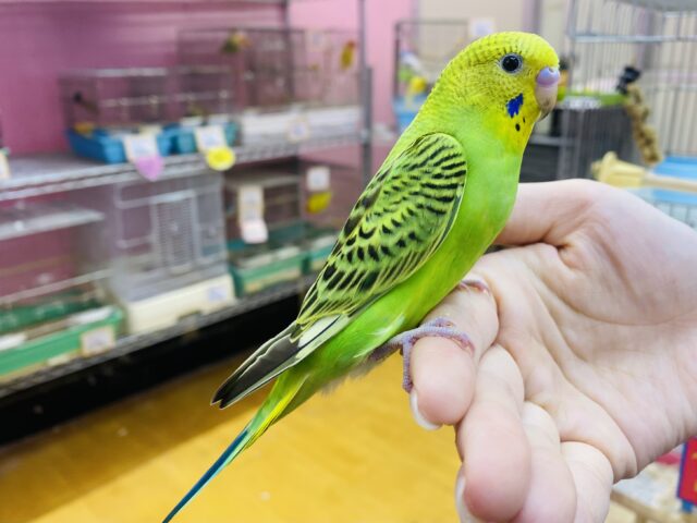 セキセイインコ