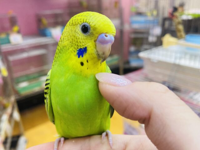 セキセイインコ