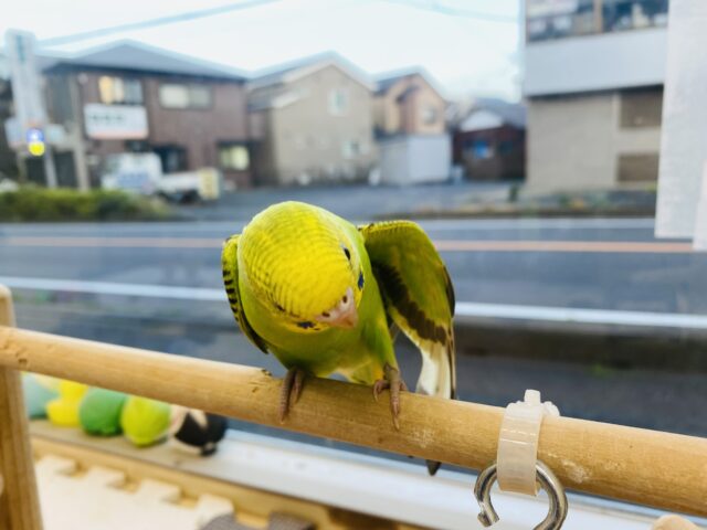 セキセイインコ