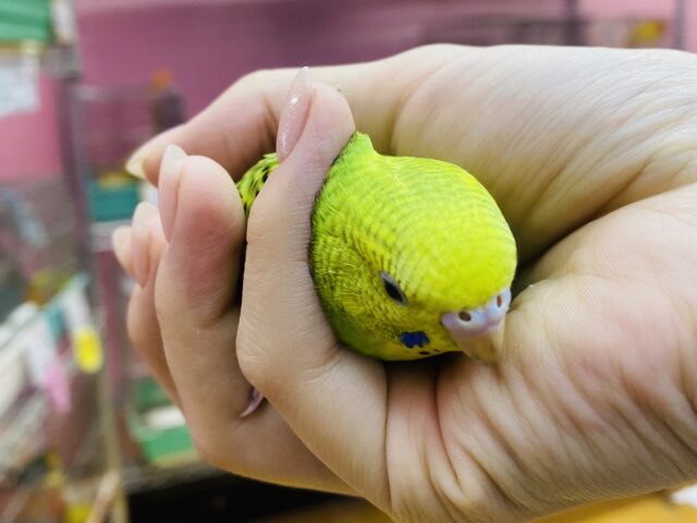 セキセイインコ