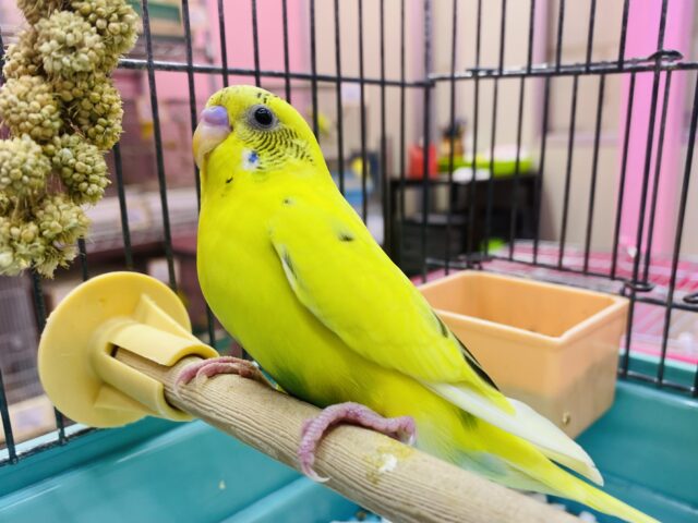 セキセイインコ