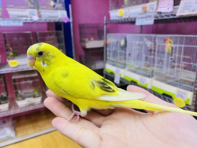 セキセイインコ