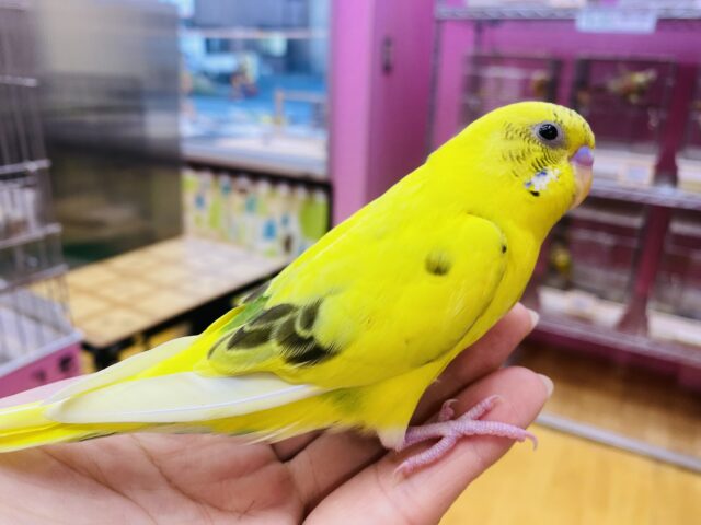 セキセイインコ