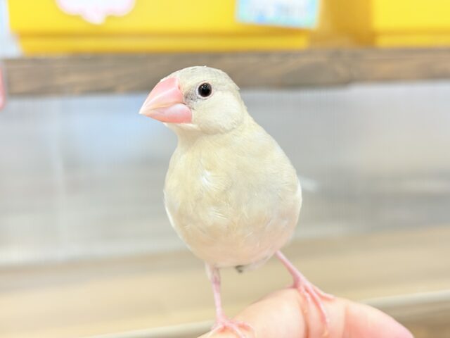 色変わり文鳥