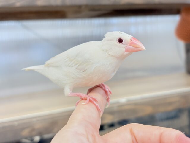 シルバーイノ文鳥