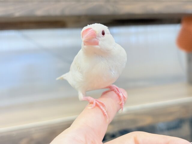 シルバーイノ文鳥