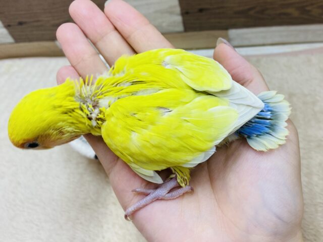 コザクラインコ（小桜インコ）