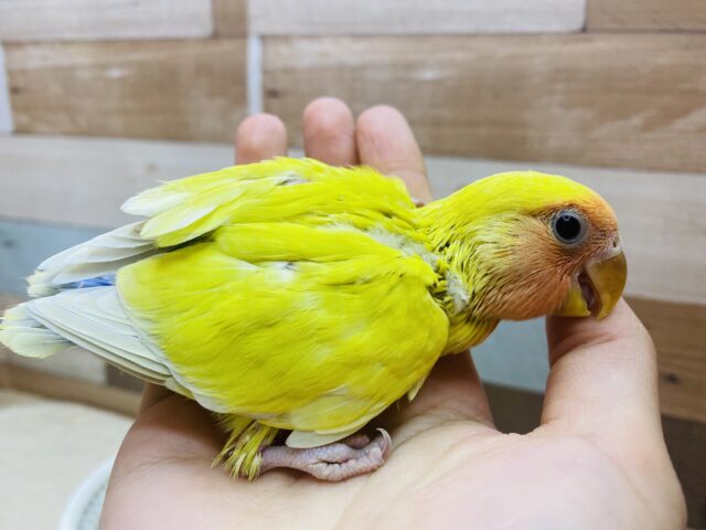 コザクラインコ（小桜インコ）