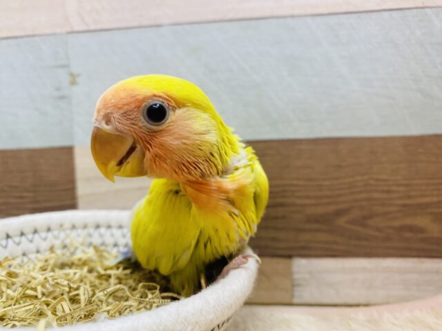 コザクラインコ（小桜インコ）